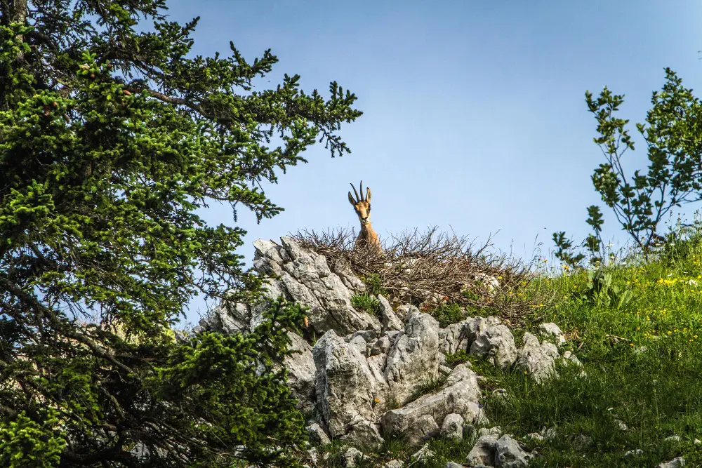 Animal en una montaña
