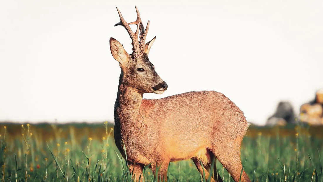 corzo_61e9199b-53d0-4964-946f-a54a35fb1ee6