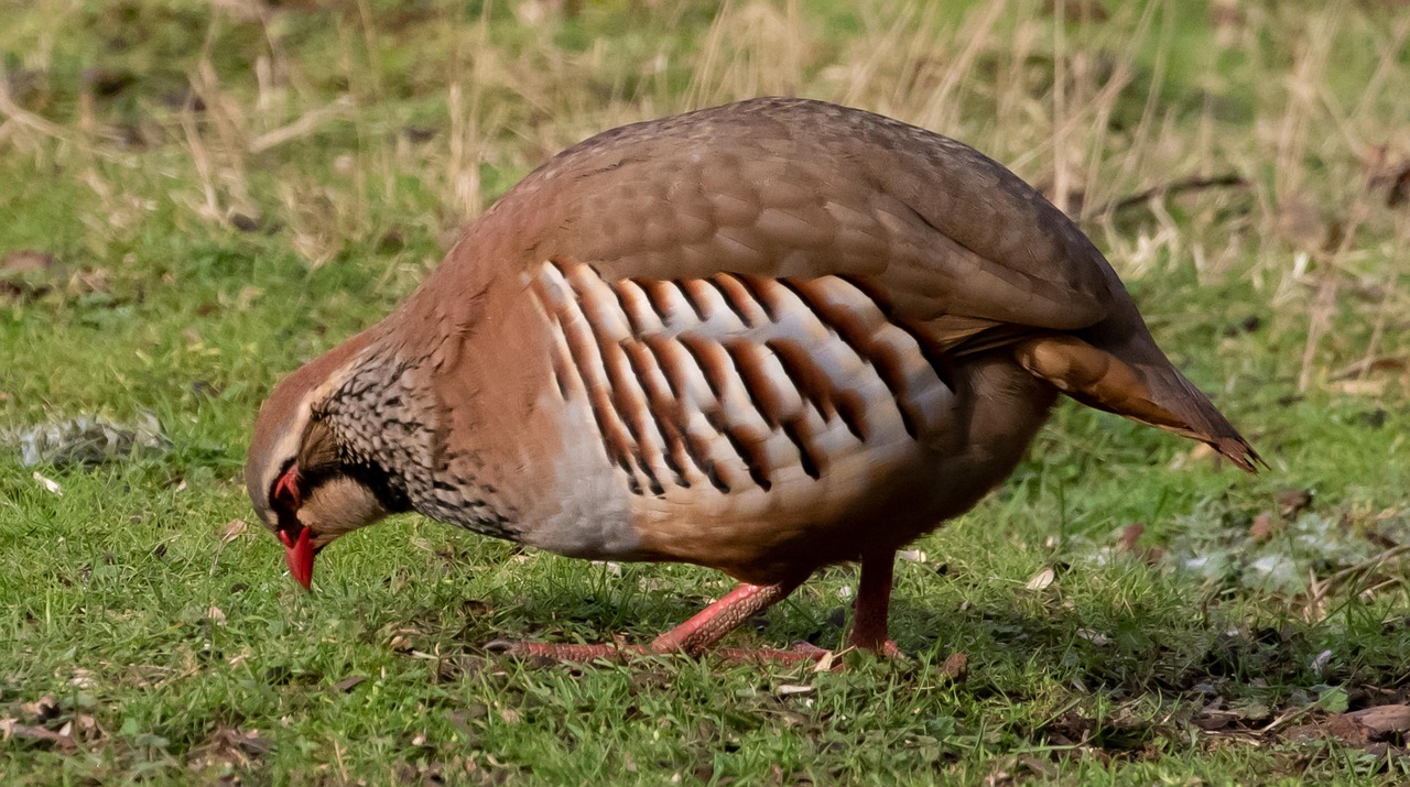 perdiz
